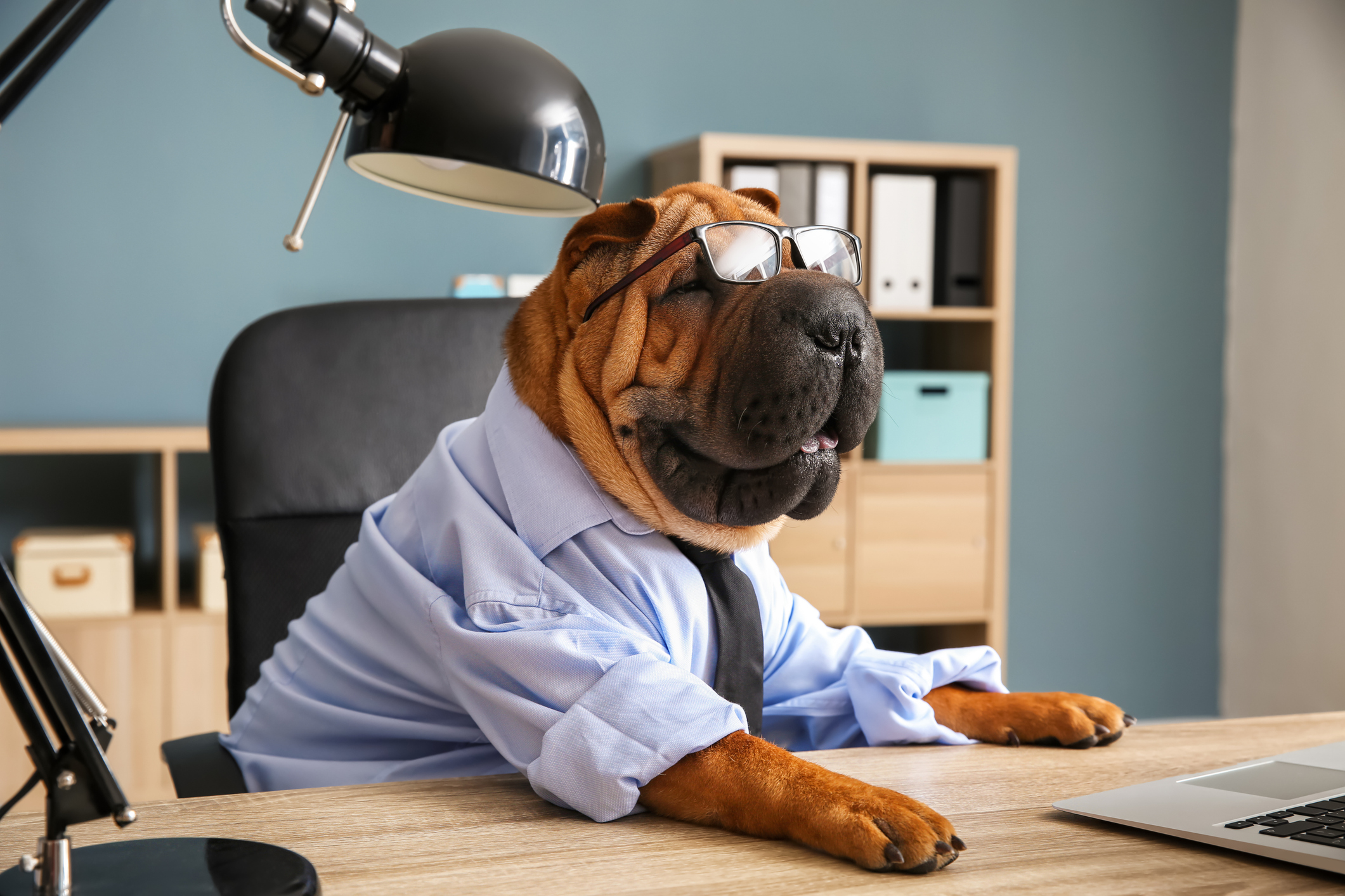 Dog in business attire representing workplace cronyism and corporate satire.